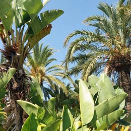 palmiers du sud