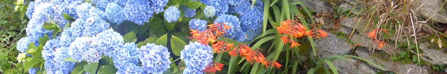 hortensien bei plouhinec