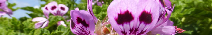 ganz sch&ouml;n lila