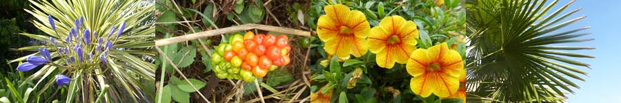 gr&uuml;nes am wegesrand