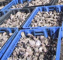 austernkisten in der bucht von paimpol