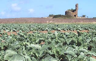 champ de chou-fleur pr&egrave;s de minard