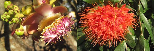 im jardin botánico soledad