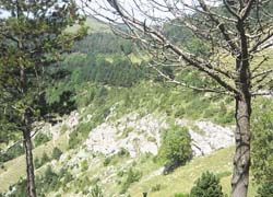 in den pyren&auml;en