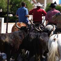 saintes maries de la mer