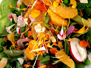 pharmazeutischer sommersalat