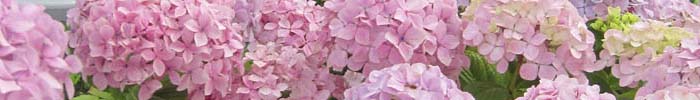 hortensienblüte in granville