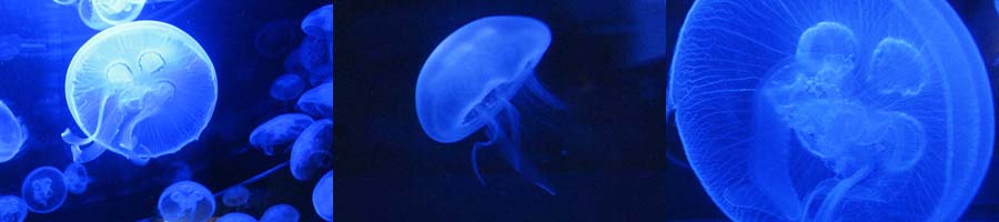 in der cit&eacute; de la mer, cherbourg
