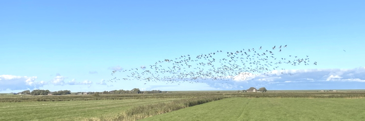 ein schwarm wildg&auml;nse