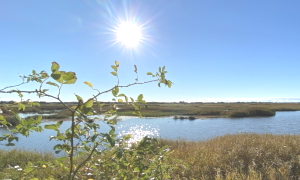 rastplatz f&uuml;r zugv&ouml;gel