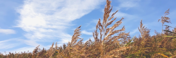 d&uuml;nengr&auml;ser