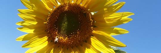 girasole