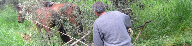 pfl&uuml;gen im olivenhain